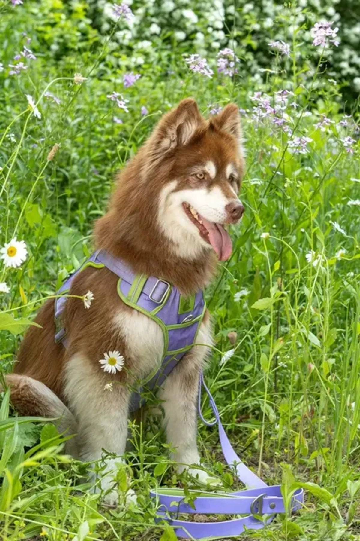 Lavender Trail Dog Harness