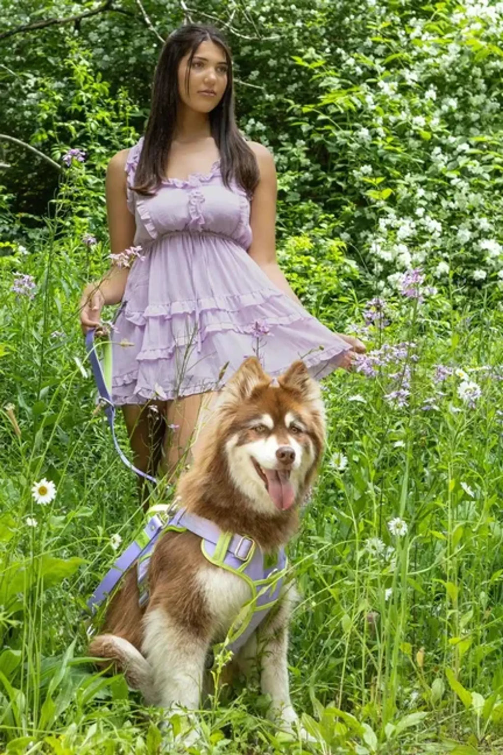 Lavender Trail Dog Harness