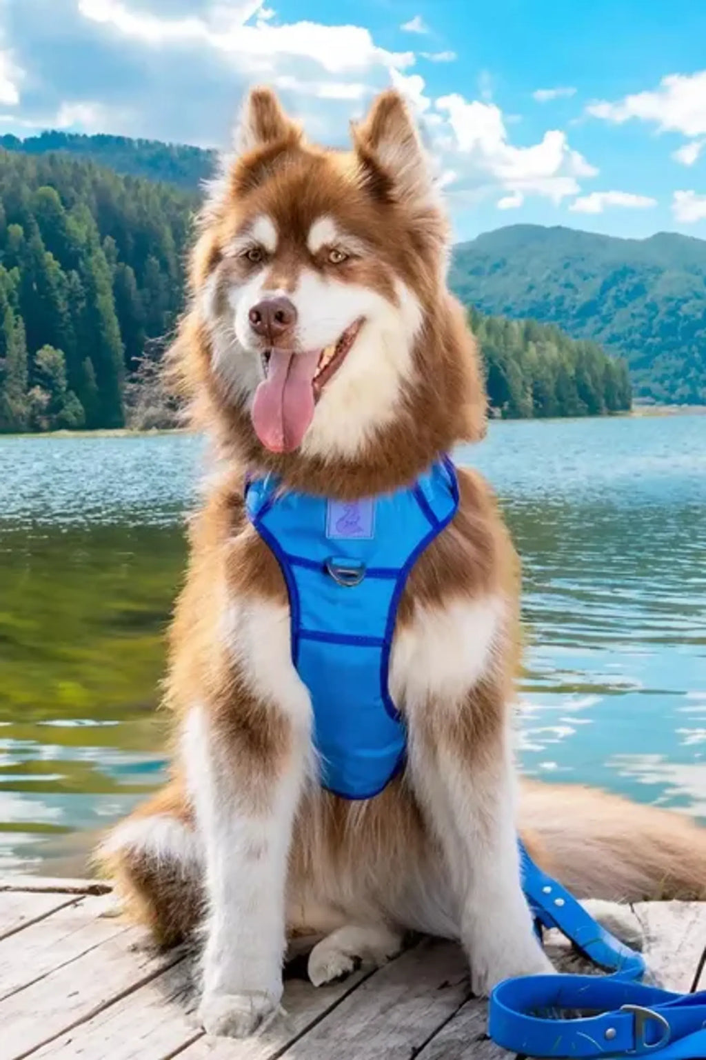 Dockside Adventure Harness