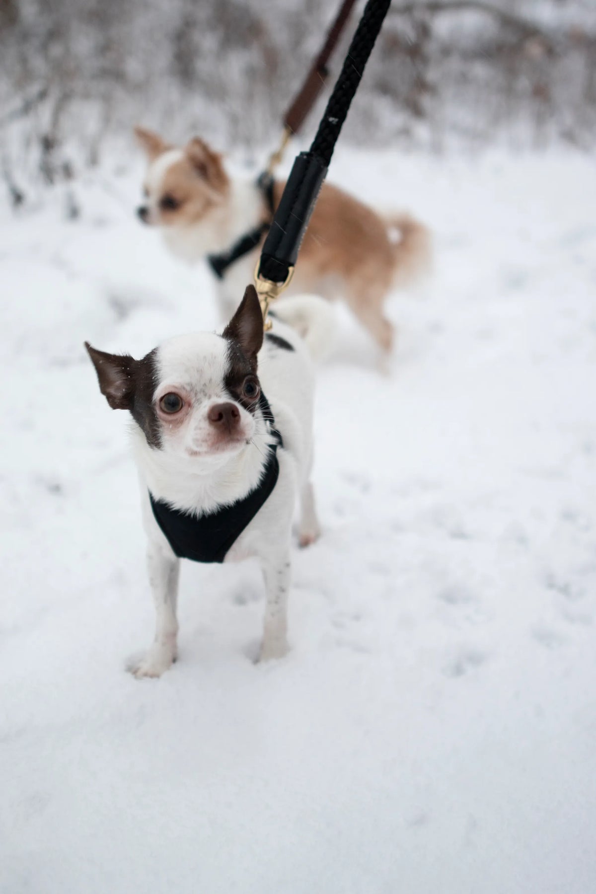 Heritage Rope Dog Leash