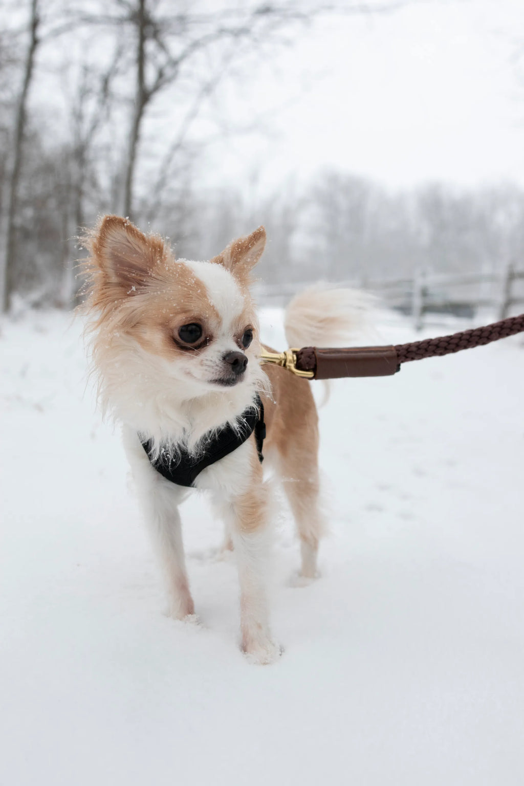 Heritage Rope Dog Leash
