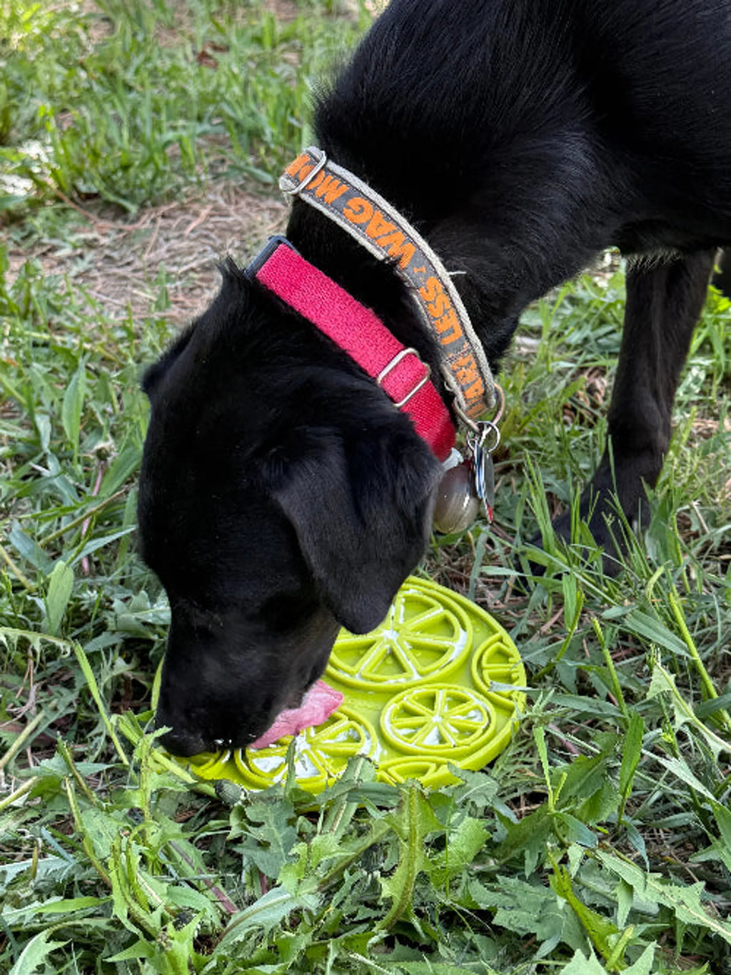 Citrus Camp Lick Mat