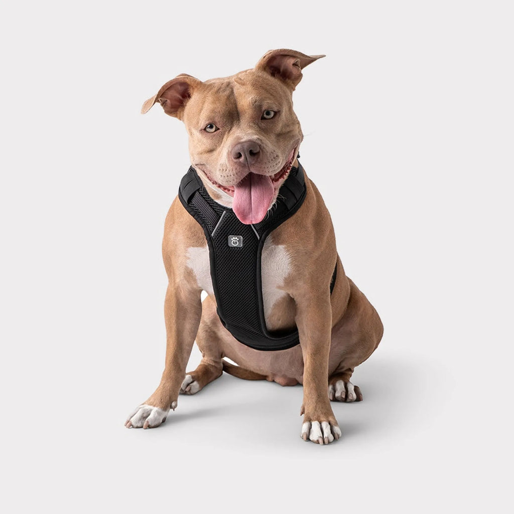 Roadworthy Travel Harness