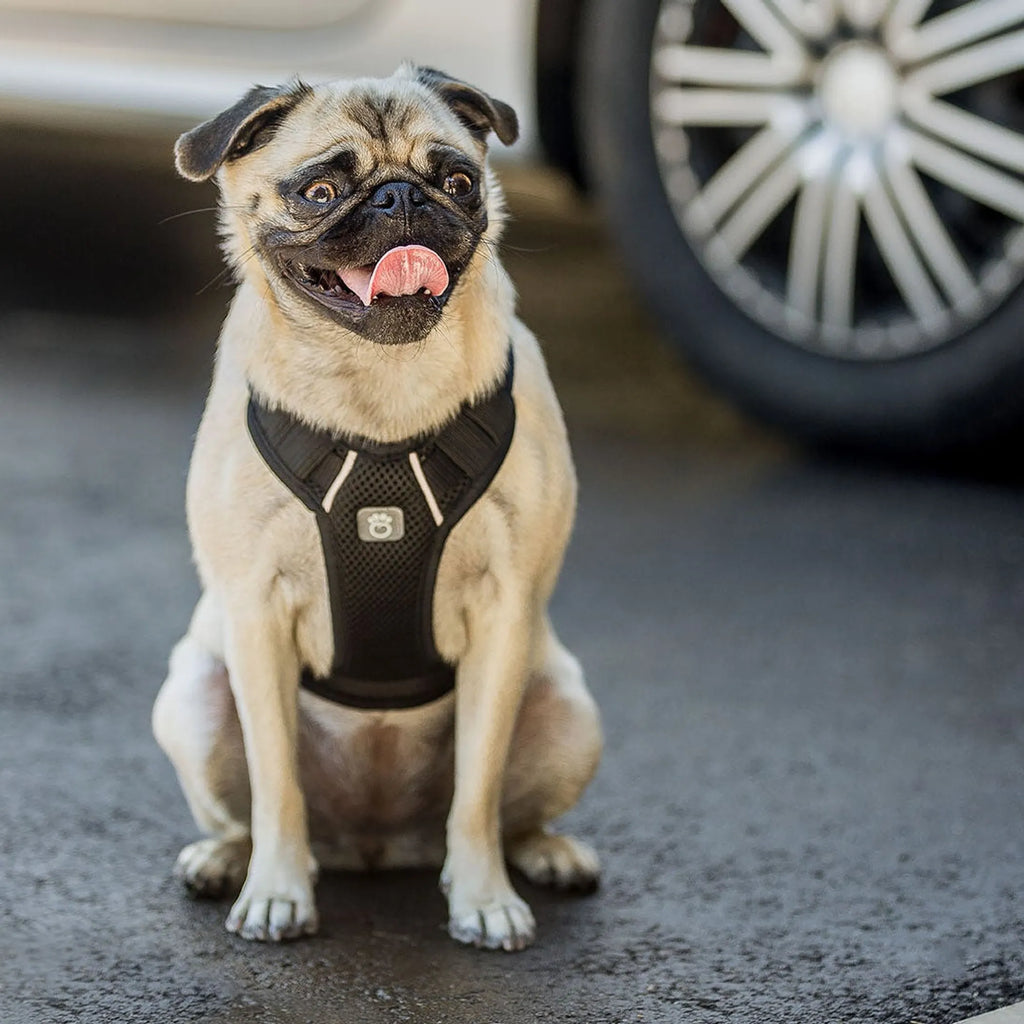 Roadworthy Travel Harness