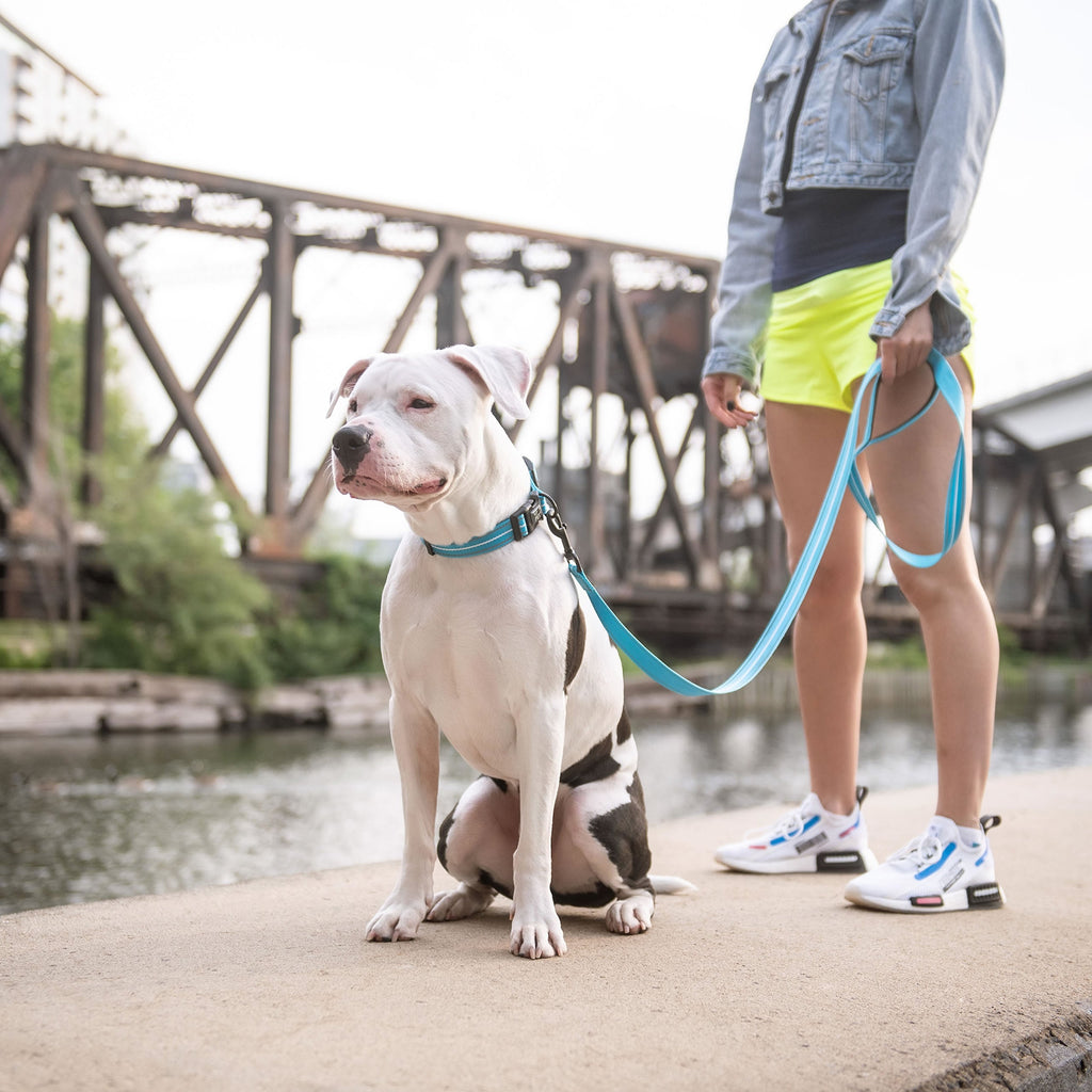 Duskline Reflective Dog Leash